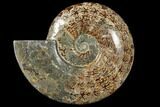 Polished Ammonite (Cleoniceras) Fossil - Madagascar #133174-1